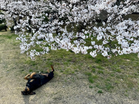 ごろすりと桜 ごろすりと桜