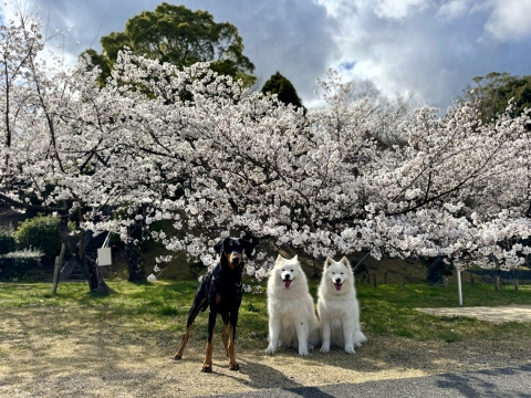 サニー&ルイと満開の桜の前で サニー&ルイと満開の桜の前で