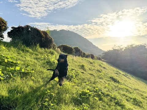 昇る朝陽と甲山を背に 昇る朝陽と甲山を背に