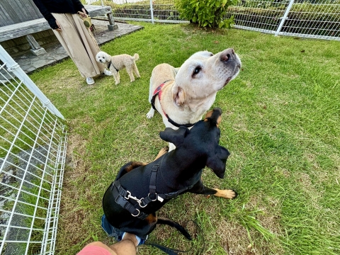 ニューカマーの福くんと ニューカマーの福くんと