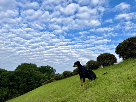 秋のうろこ雲のような空 秋のうろこ雲のような空