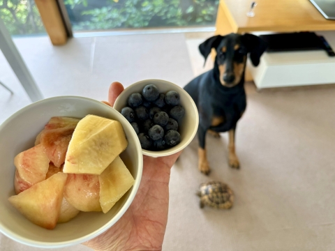 桃とブルーベリーの豪華コンボに垂涎 桃とブルーベリーの豪華コンボに垂涎