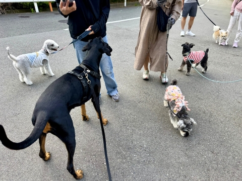 小型犬軍団に交じる 小型犬軍団に交じる