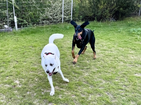 こたろうと こたろうと