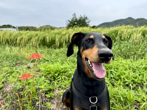 彼岸花と 彼岸花と