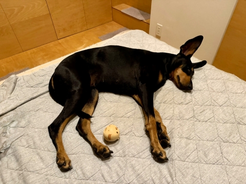 ベッドで寝る ベッドで寝る