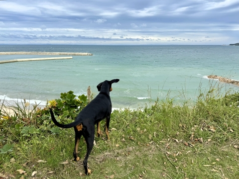淡路島で風に吹かれて海を望む 淡路島で風に吹かれて海を望む