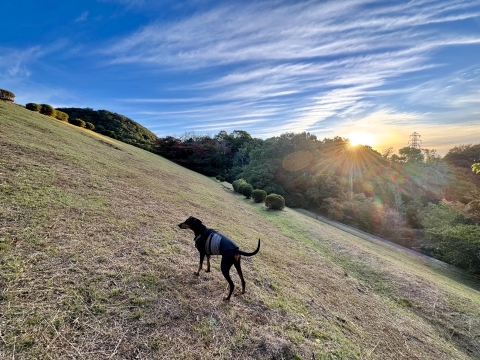 一気に冷えて服が必要になった夜明け 一気に冷えて服が必要になった夜明け
