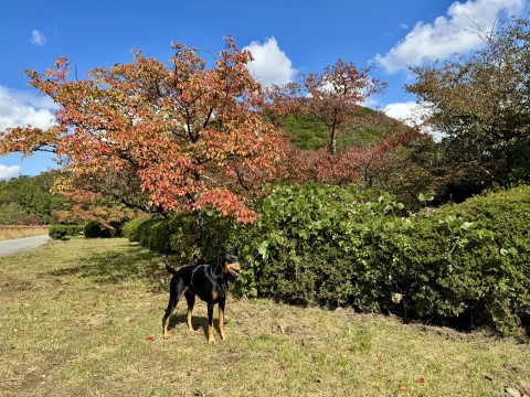 山は秋の色 山は秋の色