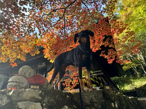 �卑���ɂ�