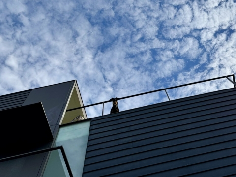 ��������̔w�i�͏H�̉_