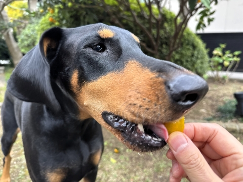 金柑喰って 金柑喰って