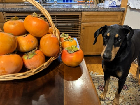 柿もらって 柿もらって