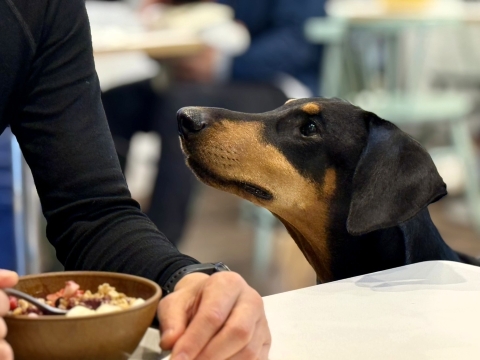 「アサイーボウルください」 「アサイーボウルください」