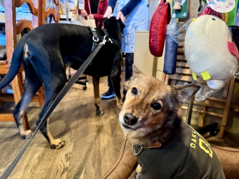 コッペに癒やされる コッペに癒やされる