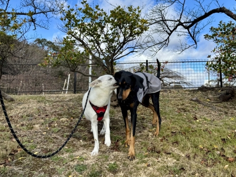 元日からこたろうに会えた 元日からこたろうに会えた