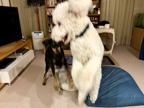 ジローが跳ぶ ジローが跳ぶ