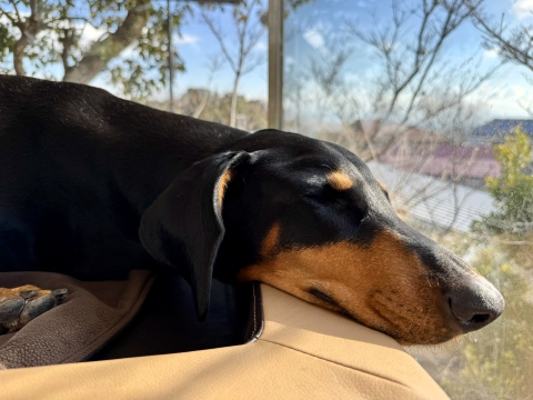 日向ぼっこしながら居眠り 日向ぼっこしながら居眠り