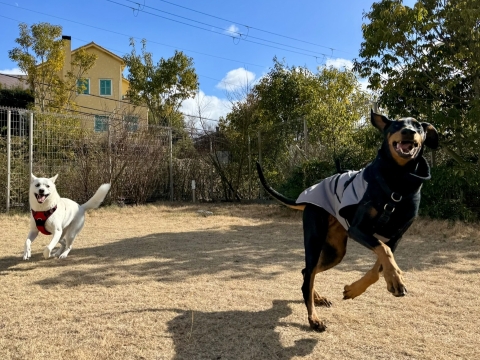 こたろうとはしゃぐ こたろうとはしゃぐ
