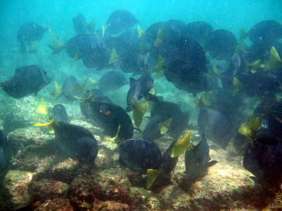 透明度は高く、魚影も濃かった