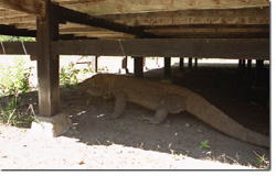 小屋の軒下で休んでいたコモドドラゴンと初邂逅