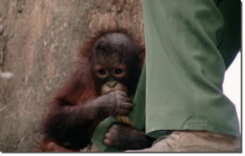 小さな方のオランウータンは飼育係のレンジャーに甘えっぱなし