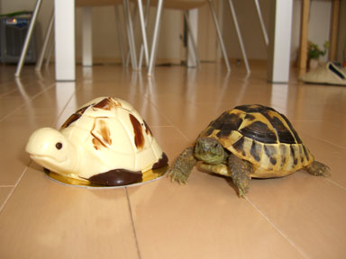 頂き物のカメ型チョコレートと