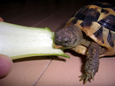 チンゲンサイの芯もバリバリ食べる