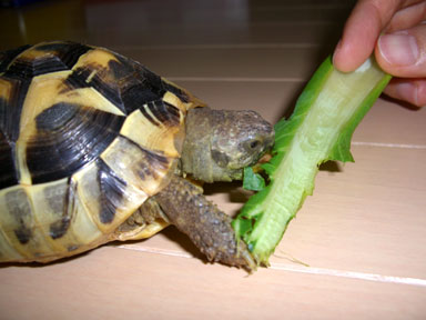今日も人の手から葉っぱを食べる