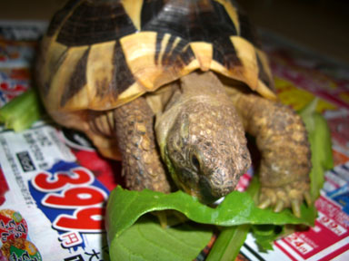 今夜もガッチリ食べる