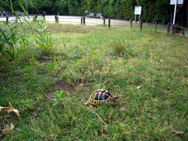 公園を歩く