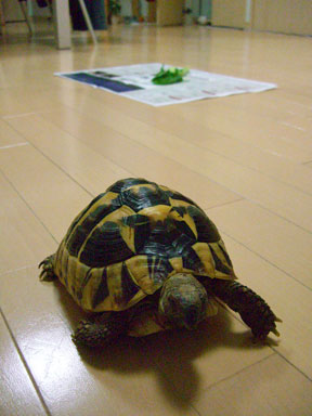にじり寄ってくるシロ