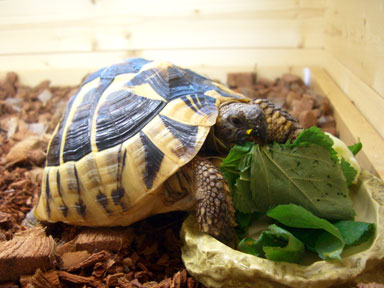 モロヘイヤを食べる
