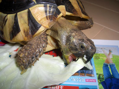 キャベツを食べる