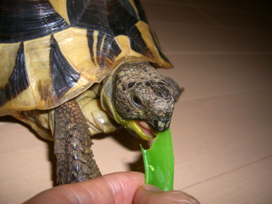 スナップエンドウを食べる