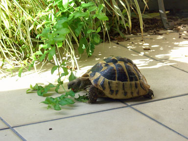 ヴェランダの植物を齧る