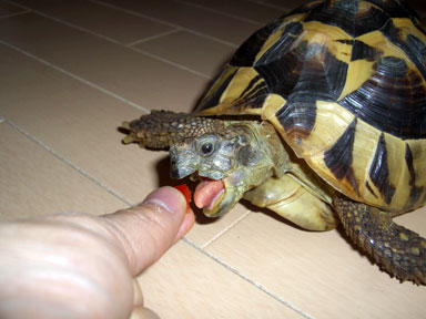 パプリカを喰らった後…