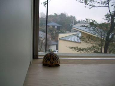 じっと外を眺め続ける