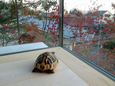 リヴィングの隅で紅葉に染まるヤマボウシを眺める