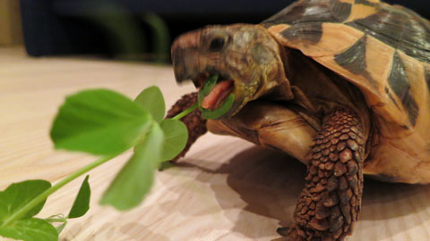 トウミョウに喰らいつく