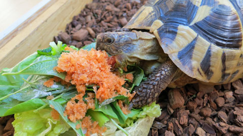 ニンジンの搾りかすトッピングの餌を喰う