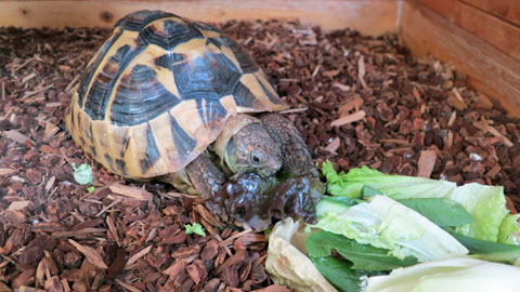 出発前に最後の食事