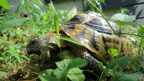 野草を食べる