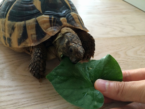 アサガオの葉を食べる