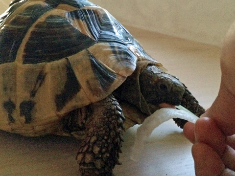 トウガンを食べる