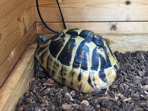 縁に首を乗せてウトウト