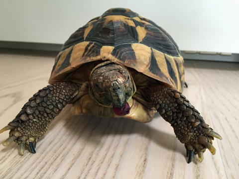 ジューンベリーを食べる
