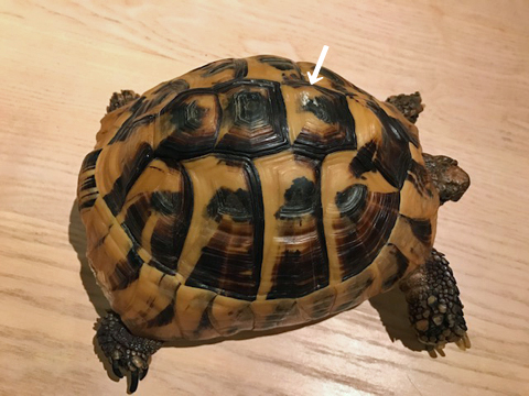 上部にも少し傷が付いた