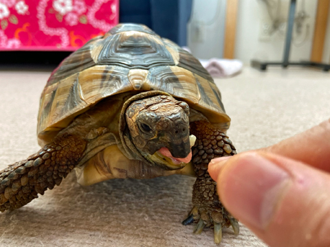 バナナ食餌中 ピンクの舌がたまらん バナナ食餌中 ピンクの舌がたまらん