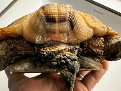 Ōʂ؂Ƃ낾